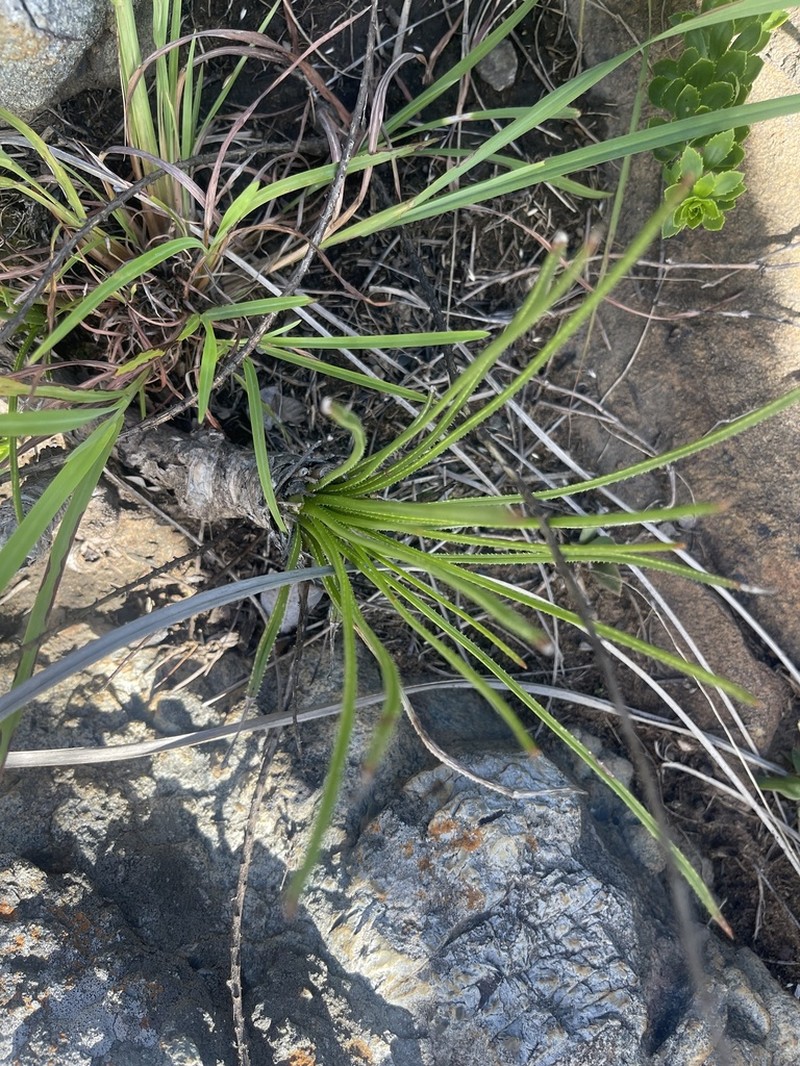 Aloe rouxii photo 6