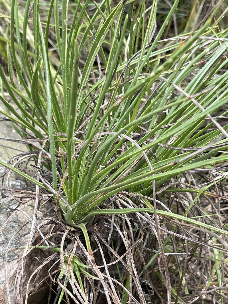 Aloe rouxii photo 7