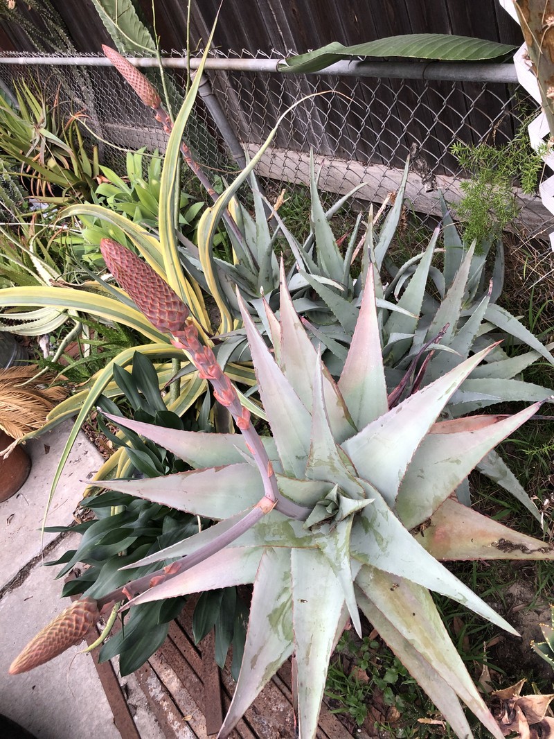 Aloe rubroviolacea