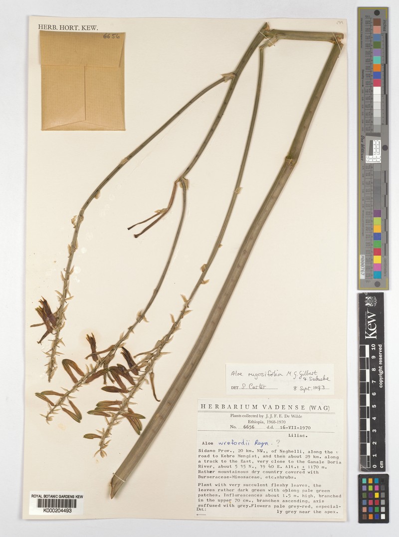 Aloe rugosifolia