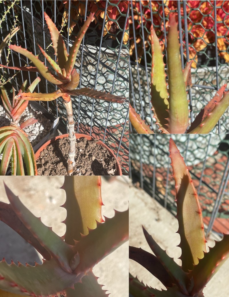 Aloe rupestris