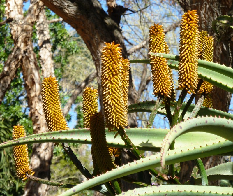 Aloe rupestris photo 2