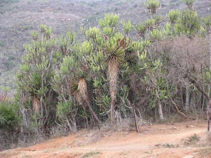 Aloe rupestris photo 3