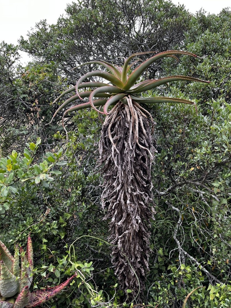 Aloe rupestris photo 4