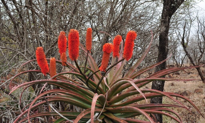 Aloe rupestris photo 5