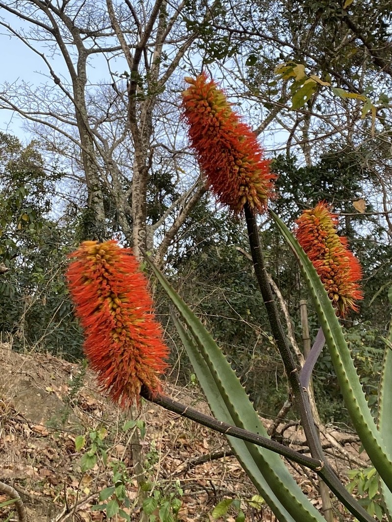 Aloe rupestris photo 6