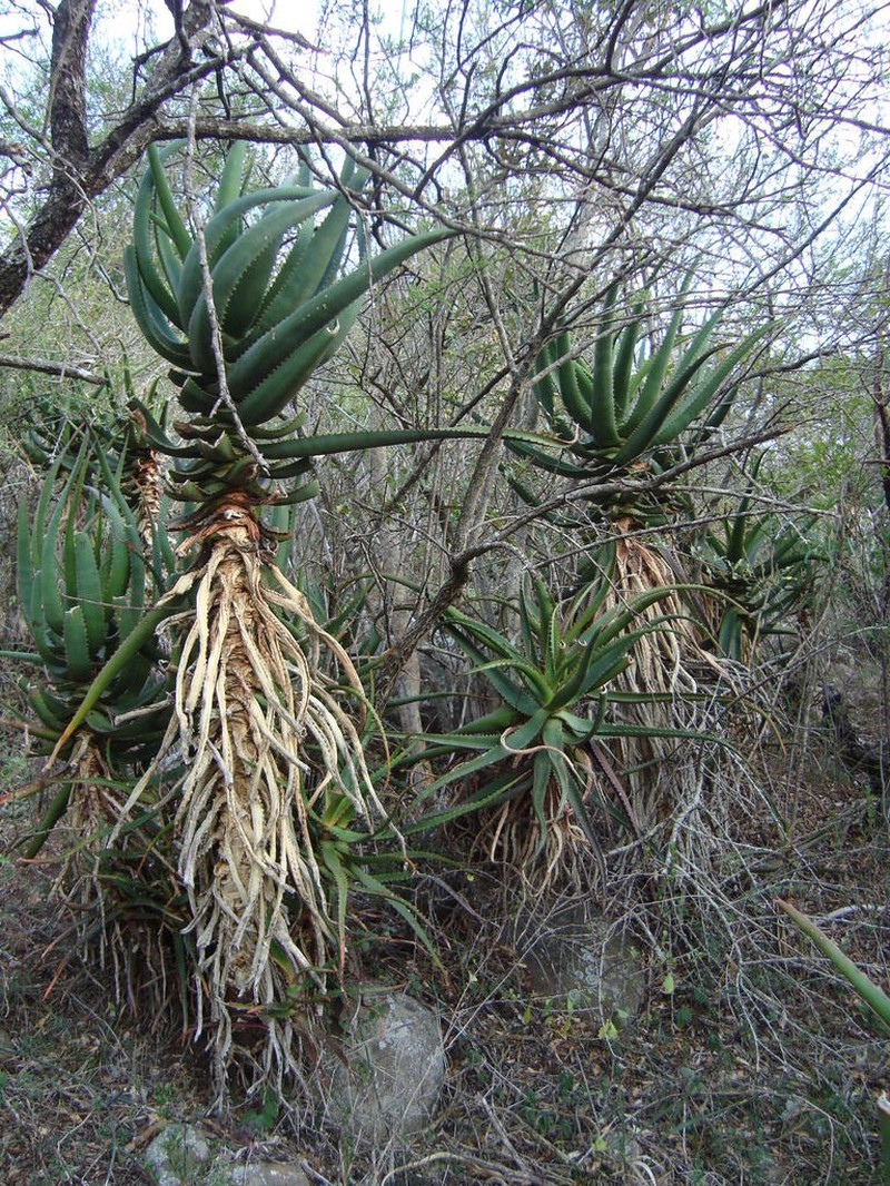 Aloe rupestris photo 7