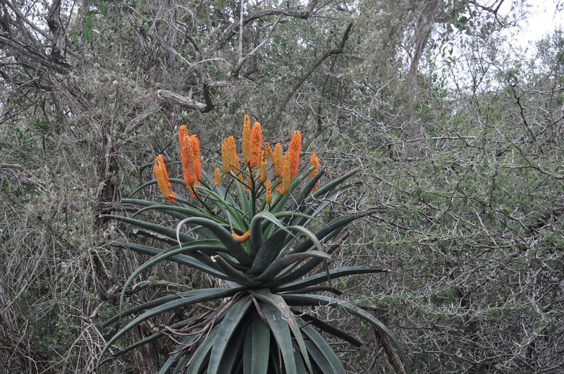 Aloe rupestris photo 8