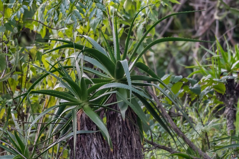 Aloe rupicola