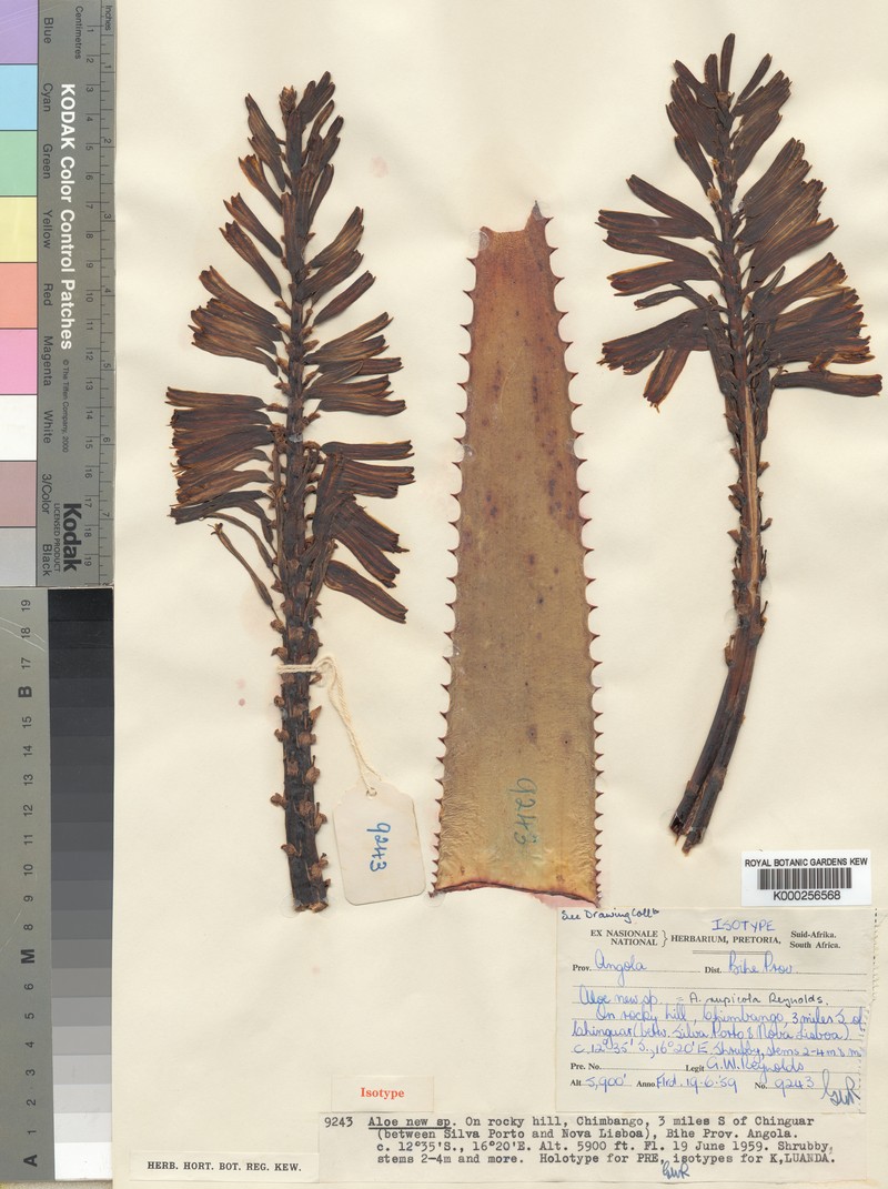 Aloe rupicola photo 2