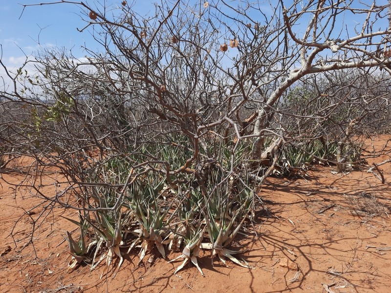 Aloe ruspoliana