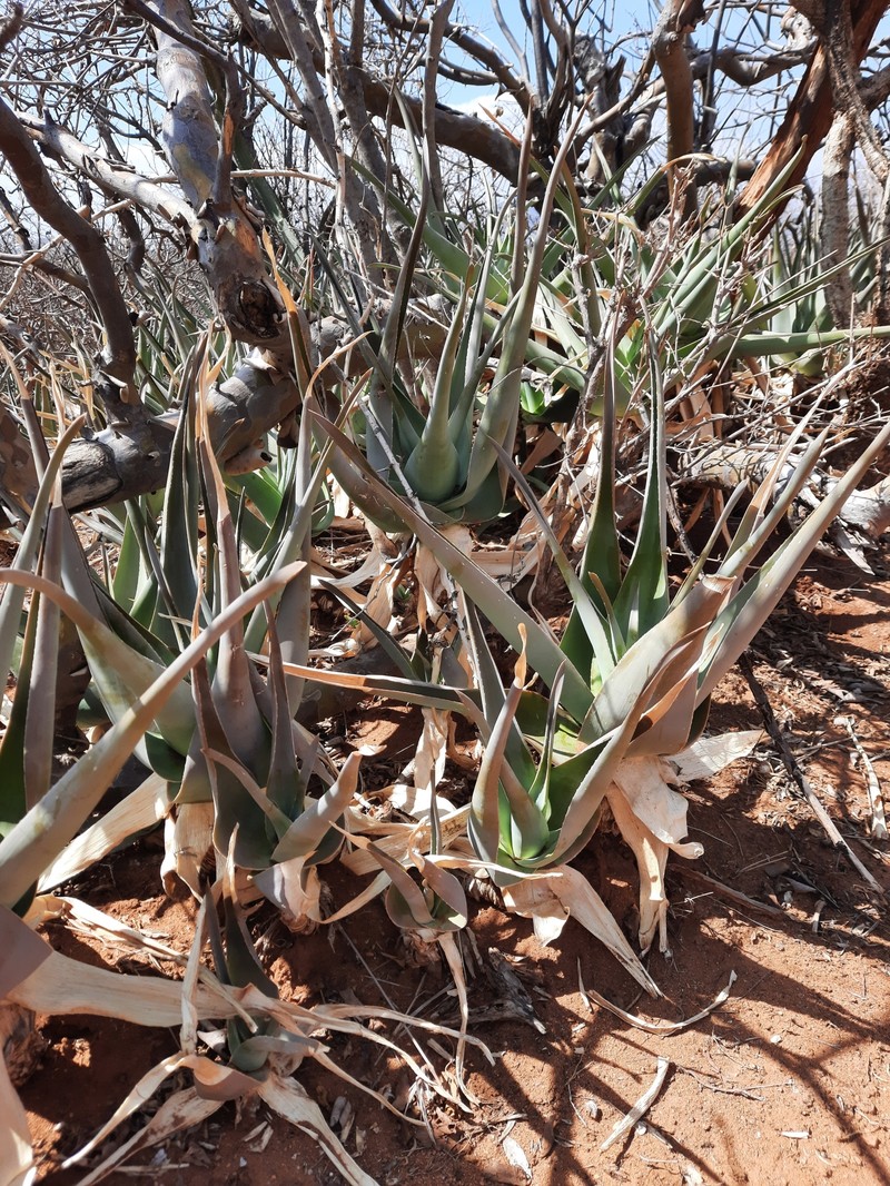 Aloe ruspoliana photo 2