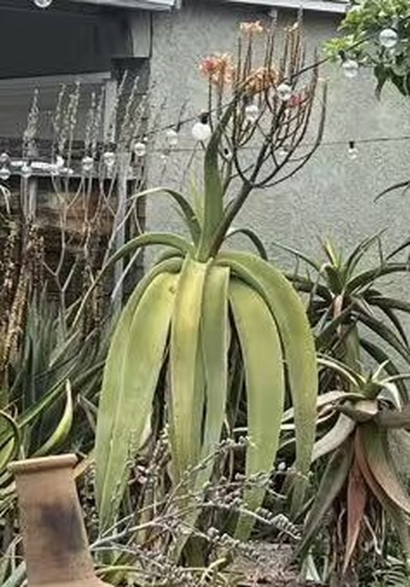 Aloe sabaea