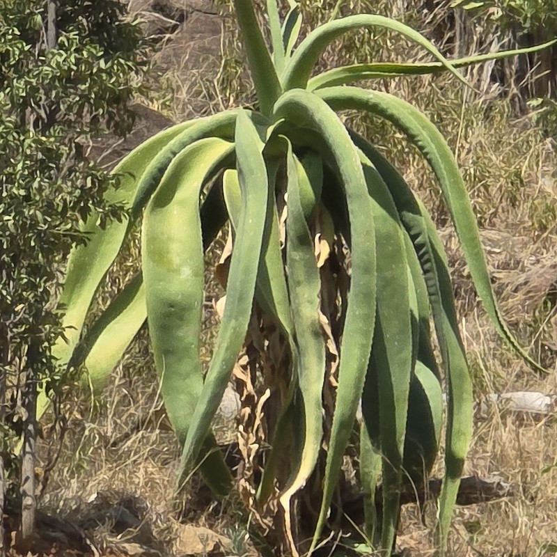 Aloe sabaea photo 4