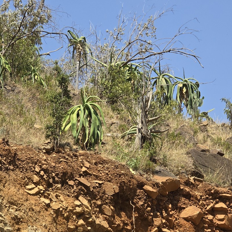 Aloe sabaea photo 5