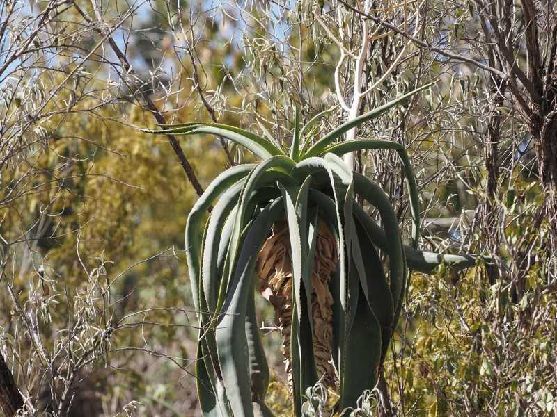 Aloe sabaea photo 6