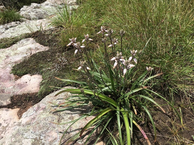 Aloe saundersiae