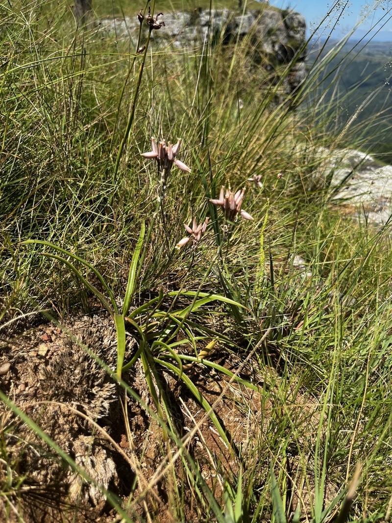 Aloe saundersiae photo 3