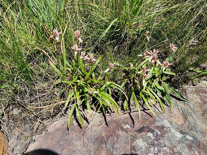 Aloe saundersiae photo 4