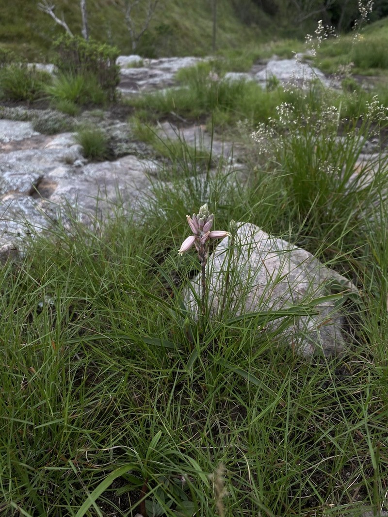 Aloe saundersiae photo 5