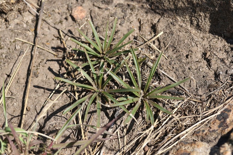 Aloe saundersiae photo 6