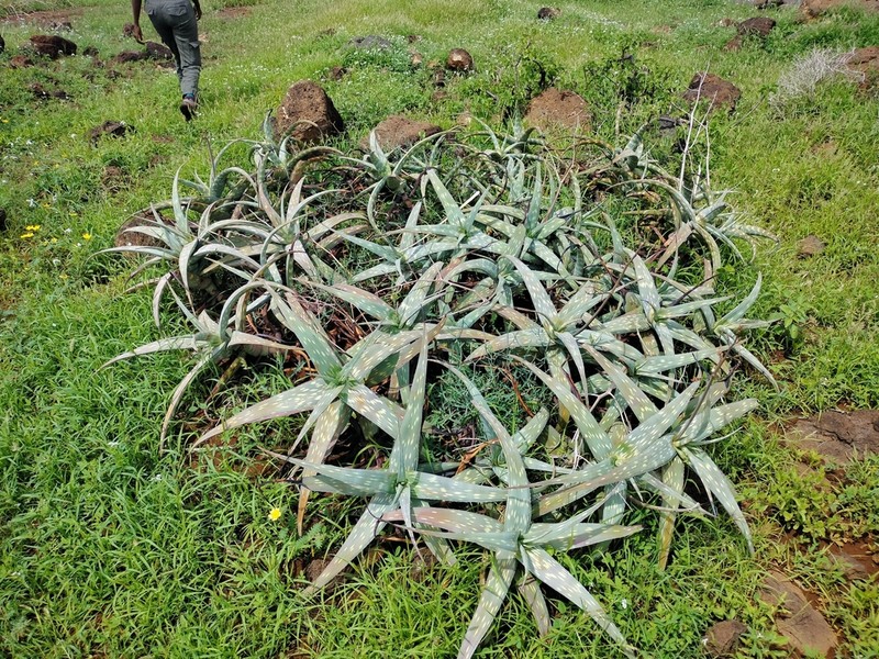 Aloe scabrifolia