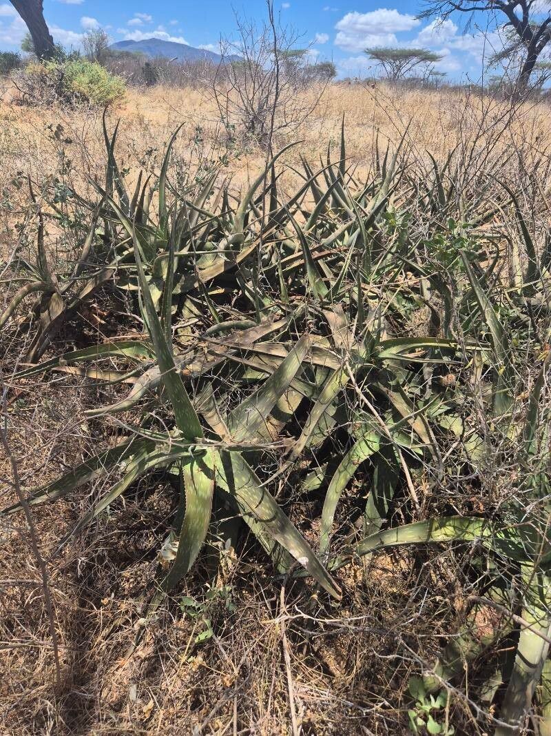 Aloe scabrifolia photo 3