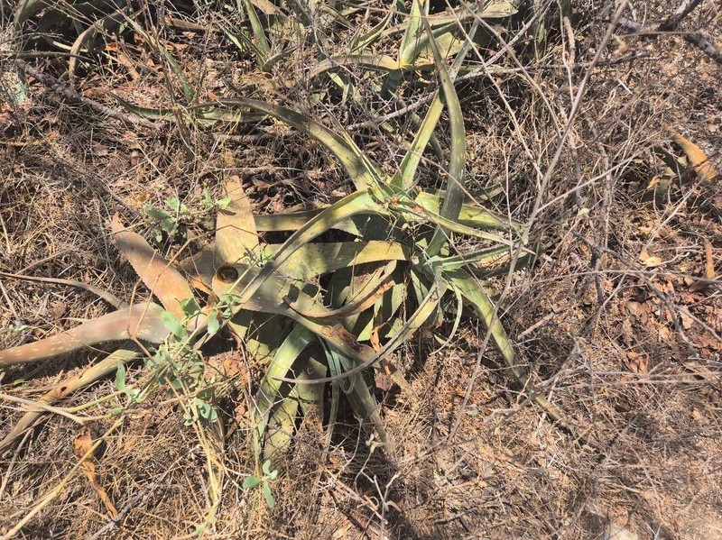 Aloe scabrifolia photo 4
