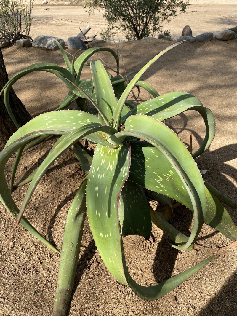 Aloe scabrifolia photo 6