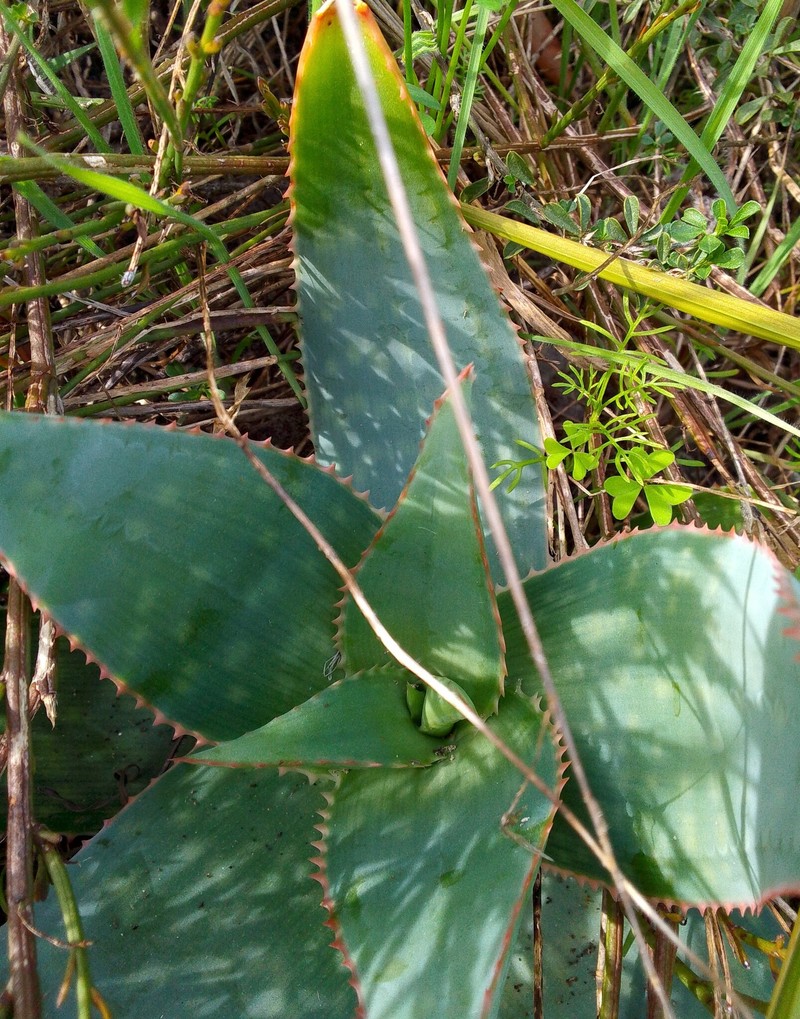 Aloe photo 2