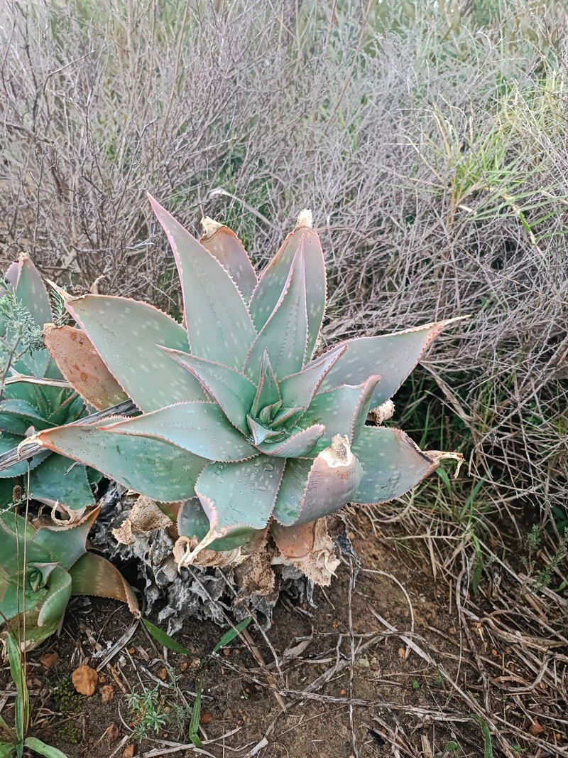 Aloe photo 3