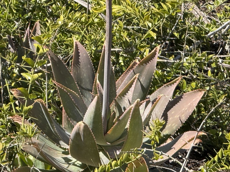 Aloe photo 4