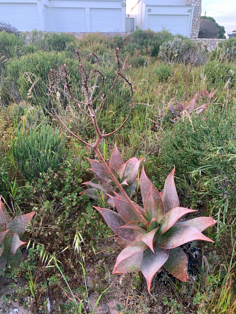 Aloe photo 5