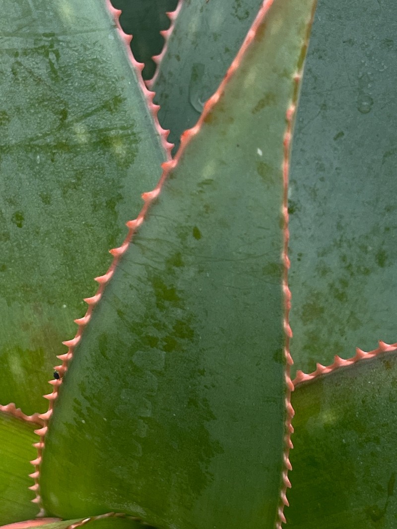 Aloe photo 6