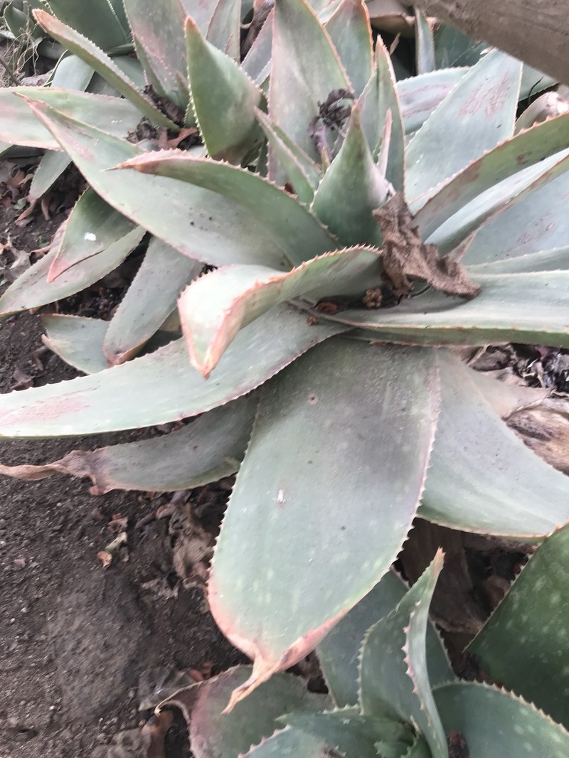 Aloe photo 7