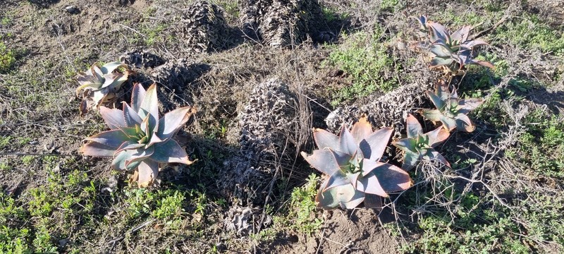 Aloe photo 8