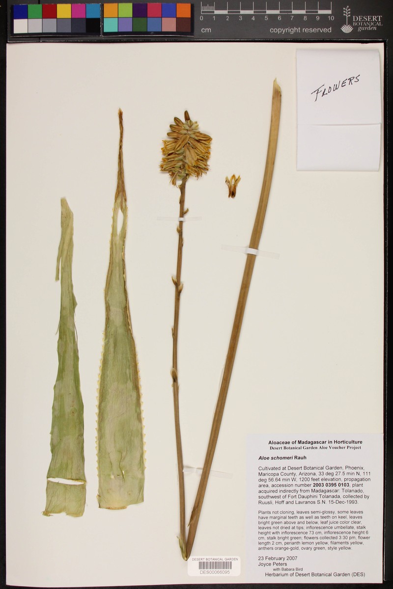 Aloe schomeri