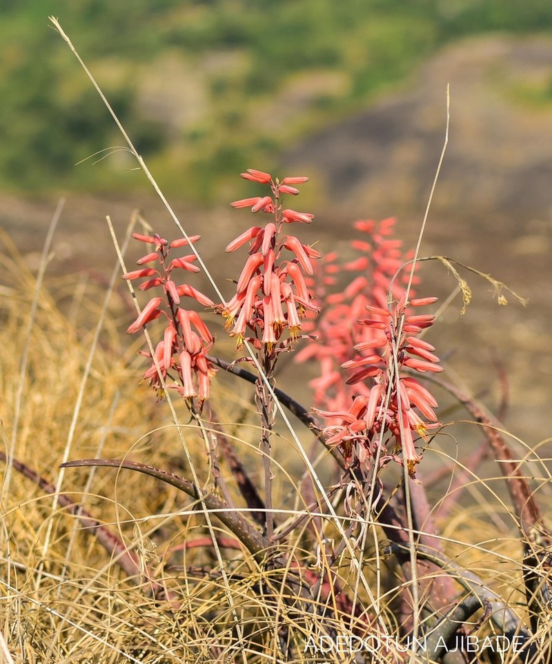 Aloe schweinfurthii photo 2