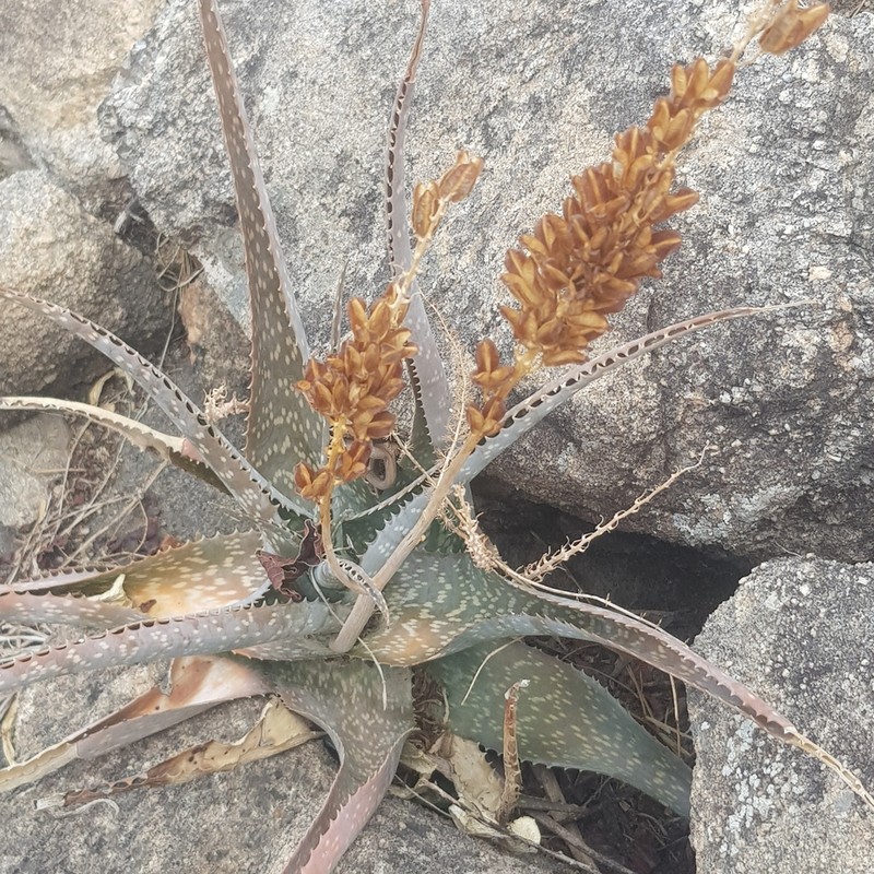 Aloe schweinfurthii photo 3
