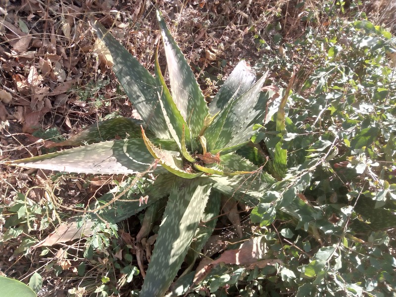 Aloe schweinfurthii photo 6