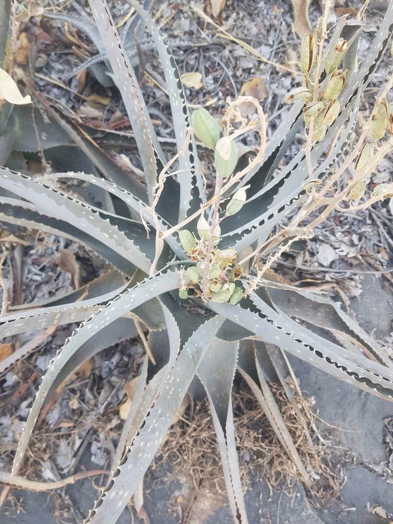 Aloe schweinfurthii photo 7