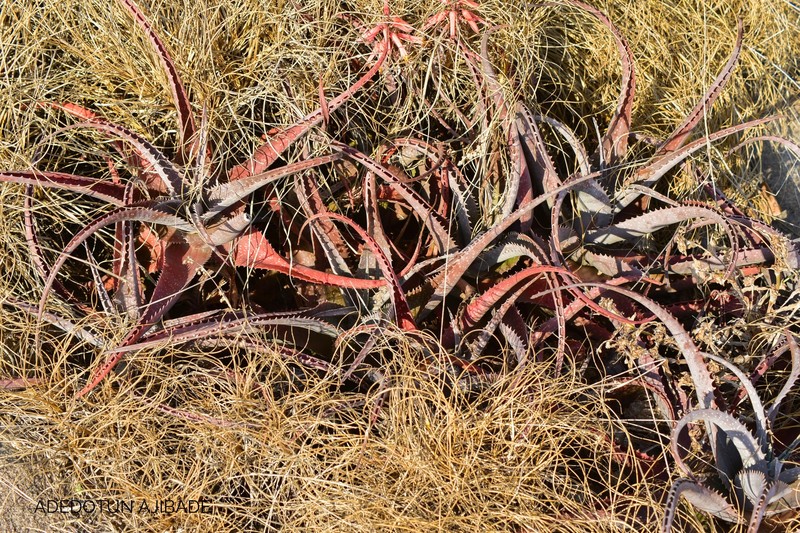 Aloe schweinfurthii photo 8