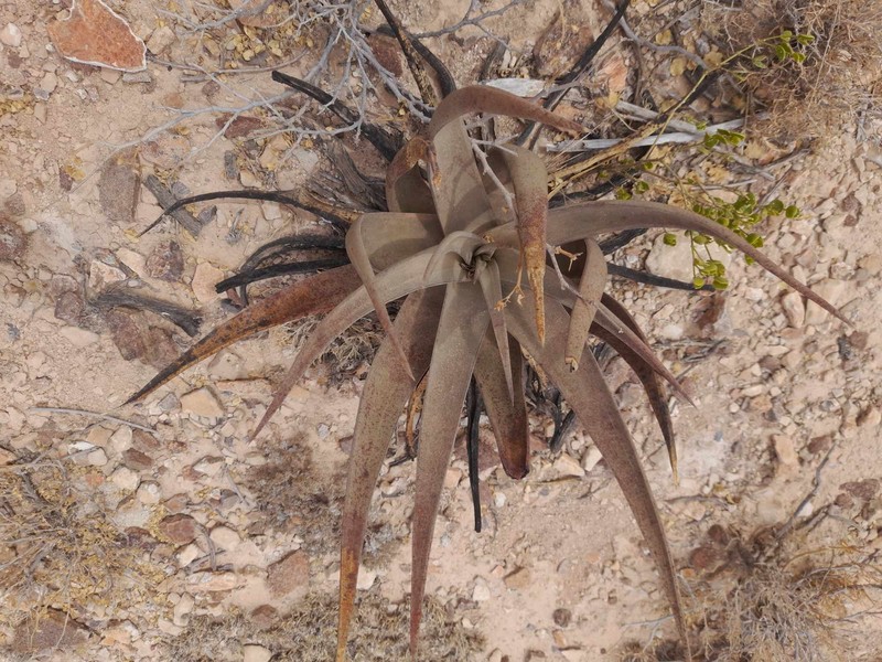 Aloe scobinifolia photo 3