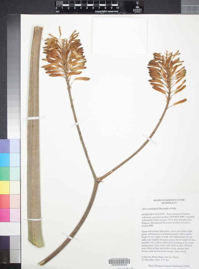 Aloe scobinifolia photo 4