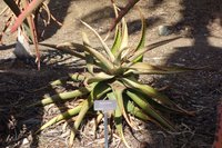Aloe secundiflora