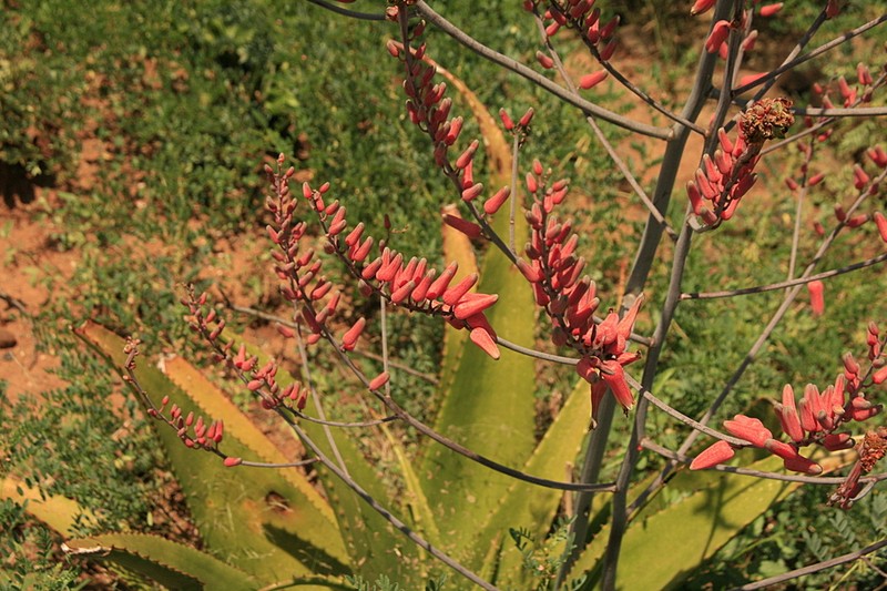 Aloe secundiflora photo 2