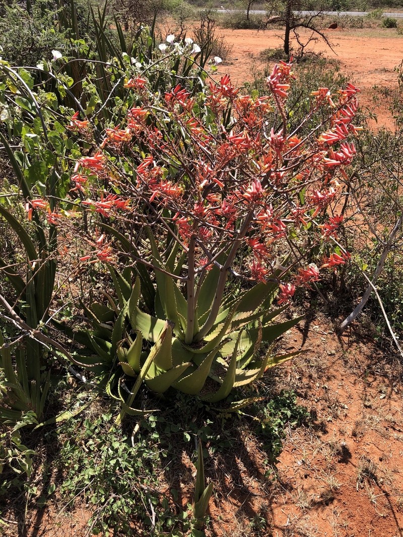 Aloe secundiflora photo 3