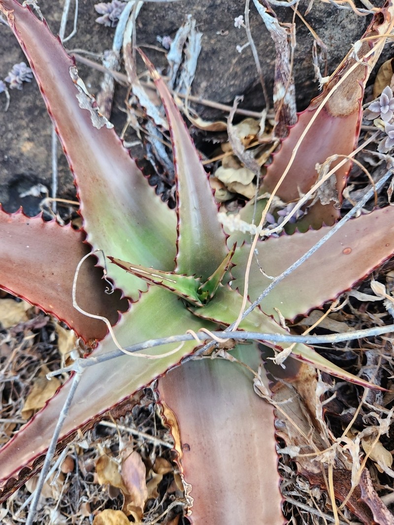 Aloe secundiflora photo 4