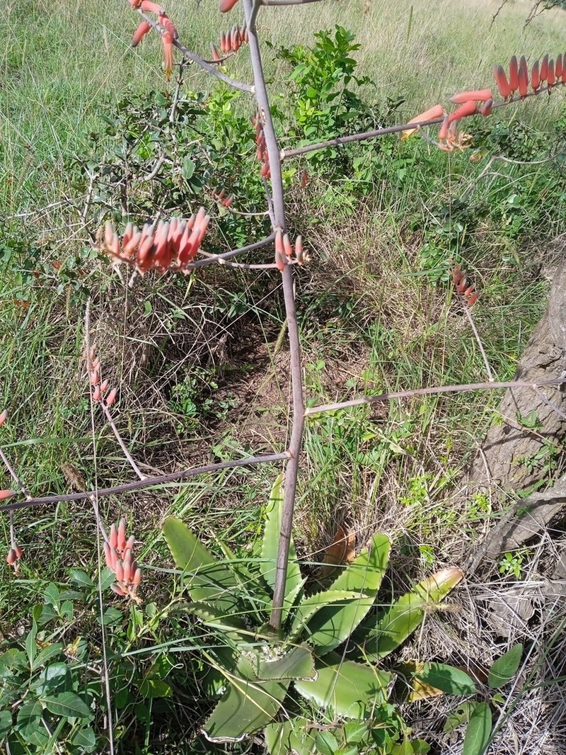Aloe secundiflora photo 5