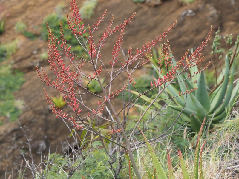 Aloe secundiflora photo 6